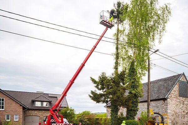 Tree Trimming